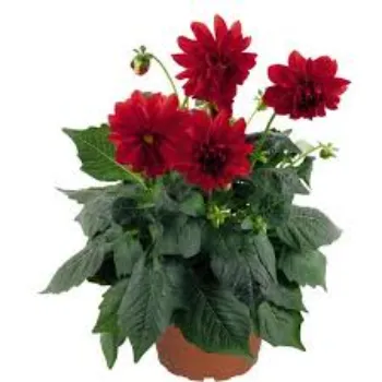 Red Dahlia Plant